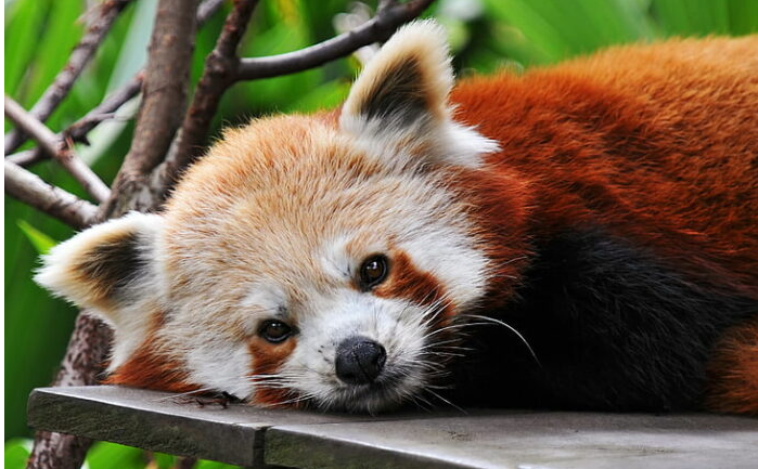 Podufuk Kızıl pandalar