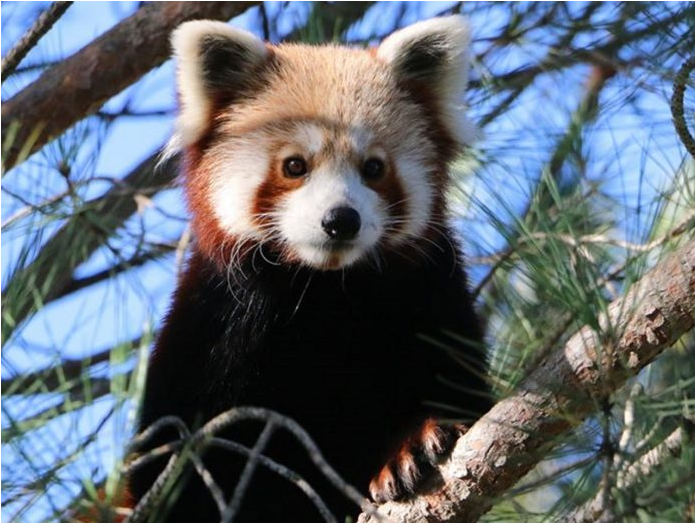 Yavru kızıl pandalar
