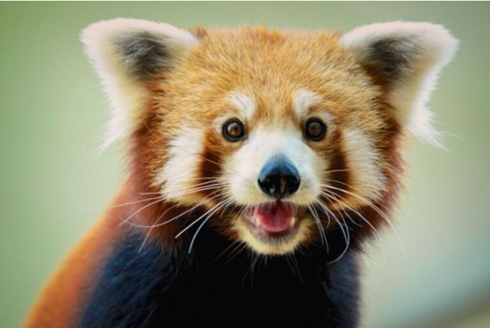 Kızıl panda yavrusu