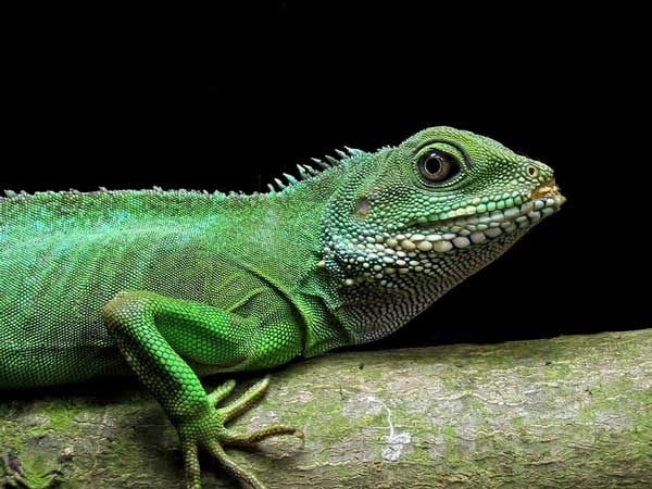 yeşil iguana