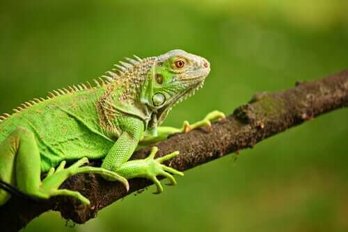 ağaçta yeşil iguana
