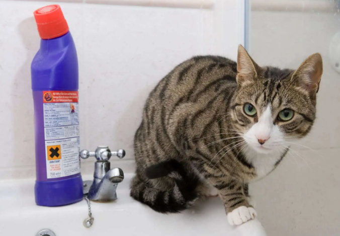 kedim çamaşır suyu içti ne yapmalıyım ?