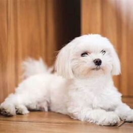 Büyümeyen Köpek Cinsleri ve Özellikleri 1 Büyümeyen Köpek Cinsleri ve Özellikleri